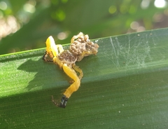 Phrynarachne ceylonica