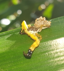 Phrynarachne ceylonica