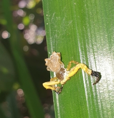 Phrynarachne ceylonica
