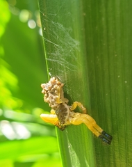 Phrynarachne ceylonica
