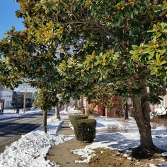 Magnolia grandiflora