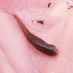 Erpobdella nigricollis