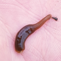 Erpobdella nigricollis