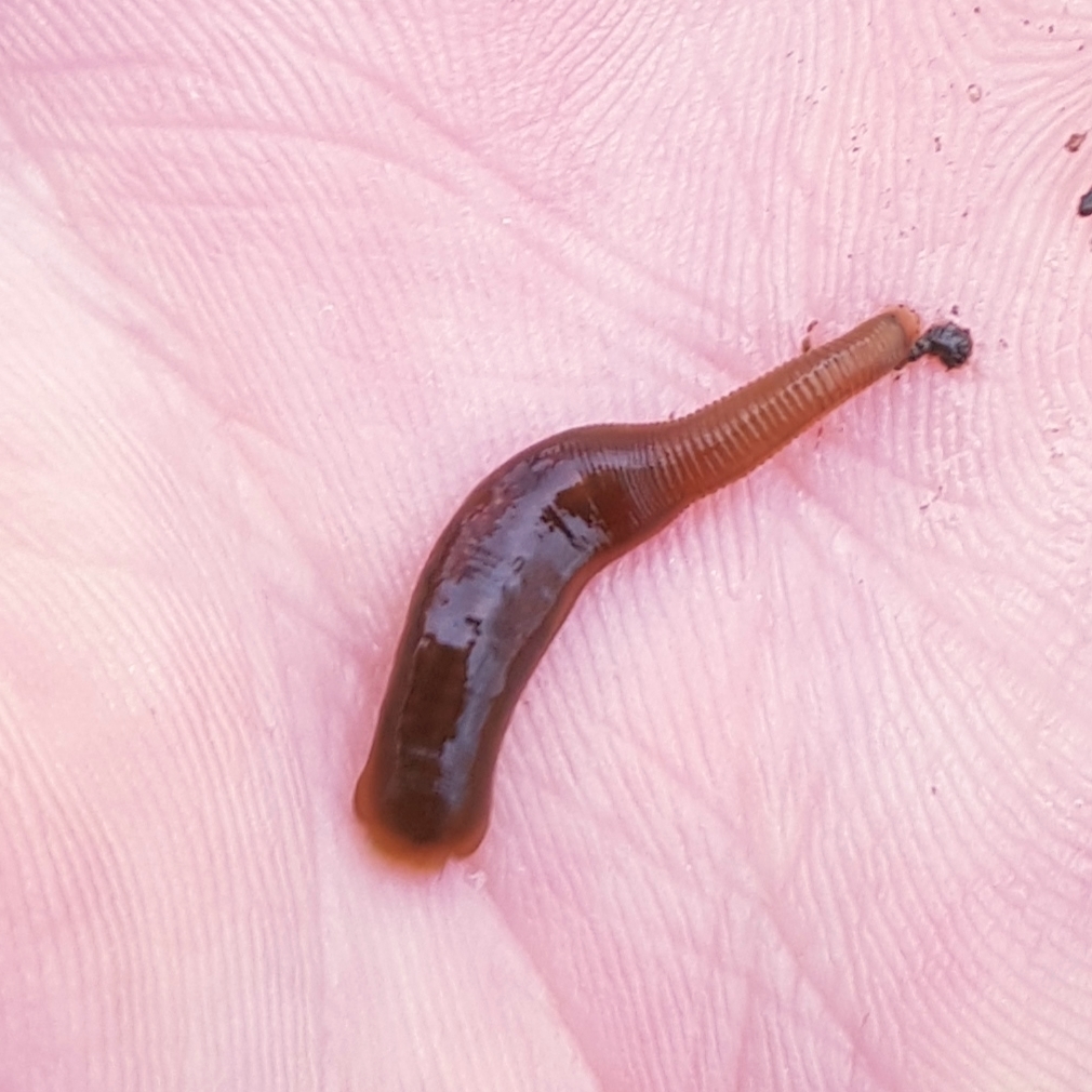 Erpobdella nigricollis