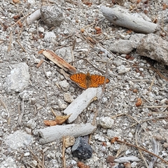 Argynnis niobe