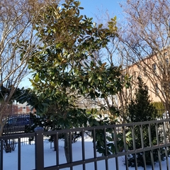 Magnolia grandiflora