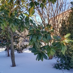 Magnolia grandiflora