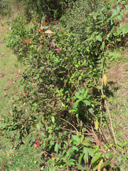 Stillingia acutifolia