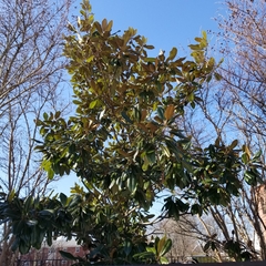 Magnolia grandiflora