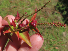 Stillingia acutifolia