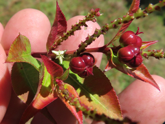 Stillingia acutifolia
