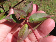 Stillingia acutifolia