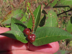 Stillingia acutifolia