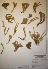 Huperzia appressa
