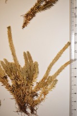 Huperzia appressa