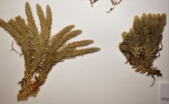 Huperzia appressa