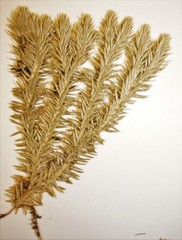 Huperzia appressa