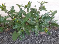 Senecio vulgaris