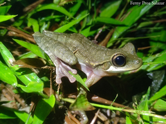 Osteocephalus verruciger