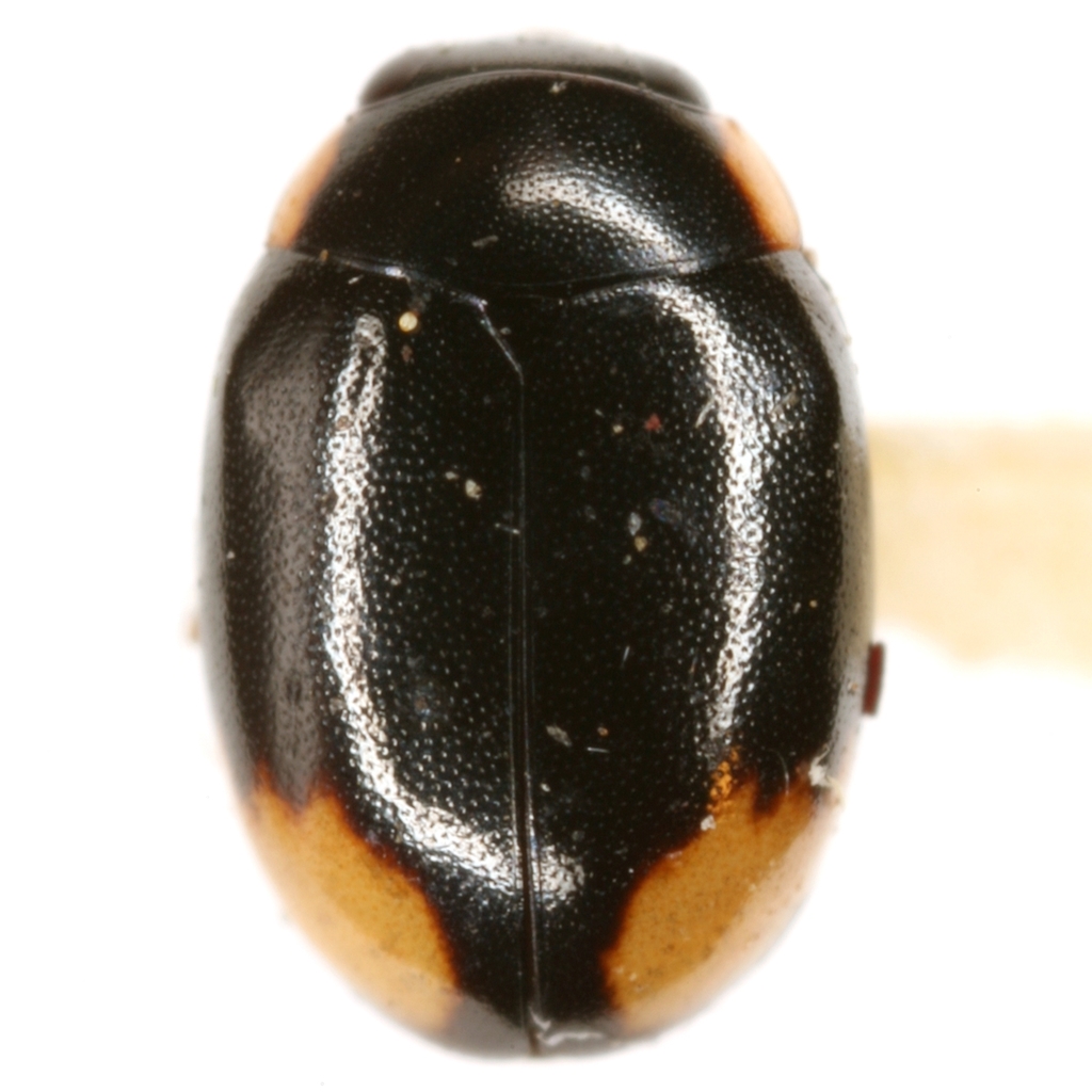 Hyperaspis postica