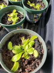 Dionaea