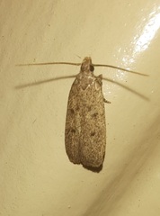 Glyphidocera juniperella
