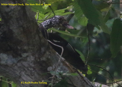 Asarcornis scutulata