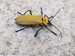 Chauliognathus heros