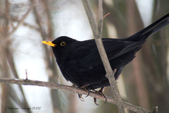 Turdus merula