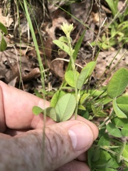 Lespedeza hirta hirta