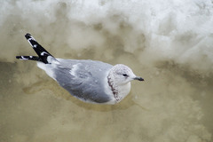Larus canus