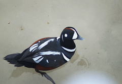 Histrionicus histrionicus