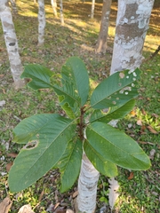 Magnolia odora