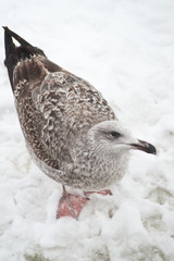 Larus argentatus