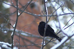 Turdus merula
