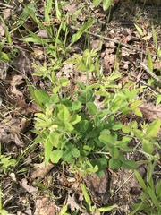 Lespedeza hirta hirta