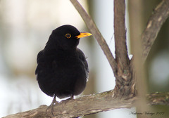 Turdus merula