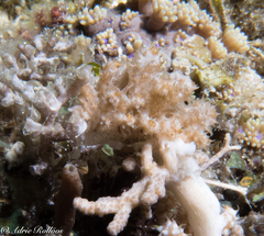 Phyllodesmium koehleri