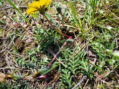 Taraxacum rubicundum