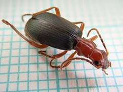 Brachinus crepitans