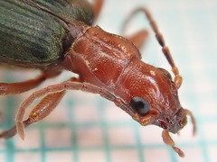 Brachinus crepitans