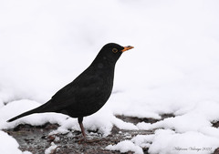 Turdus merula