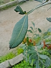 Pistacia lentiscus image
