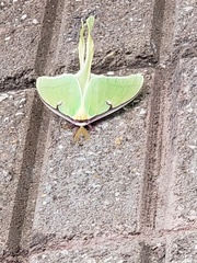 Lepidoptera