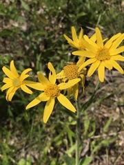 Arnica acaulis