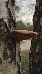 Fomitopsis betulina