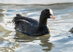 Fulica atra