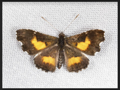 Pseudotinea gagarini