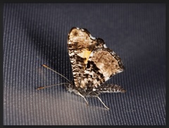 Pseudotinea gagarini