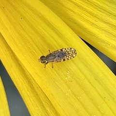 Dioxyna picciola